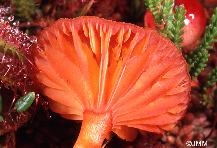 Hygrocybe rhodophylla