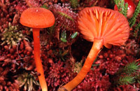 Hygrocybe rhodophylla