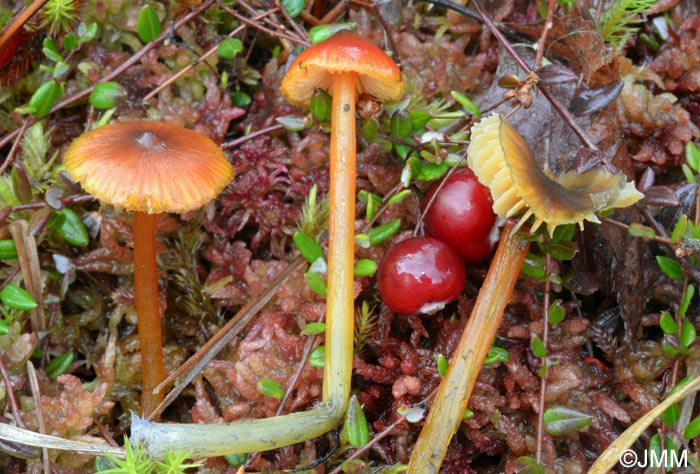 Hygrocybe riparia var. conicopalustris = Hygrocybe conicopalustris