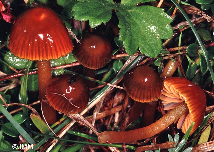 Hygrocybe perplexa = Hygrocybe sciophana