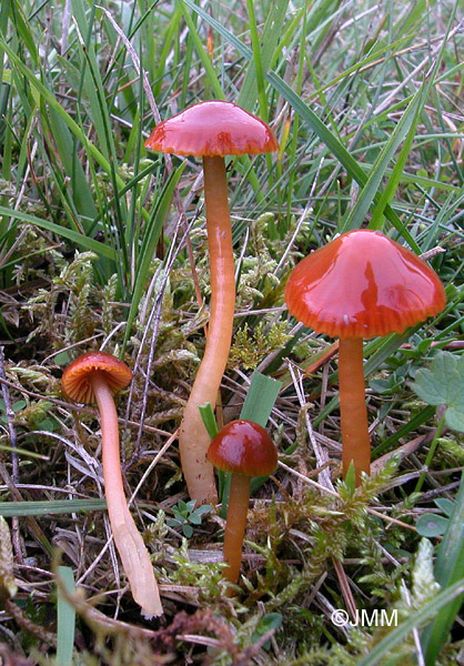 Hygrocybe perplexa = Hygrocybe sciophana