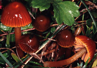 Hygrocybe perplexa