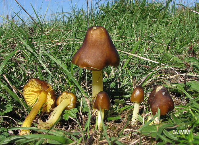 Hygrocybe spadicea