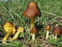 Hygrocybe spadicea