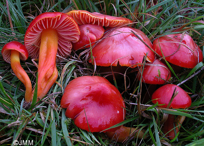 Hygrocybe splendidissima