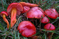 Hygrocybe splendidissima