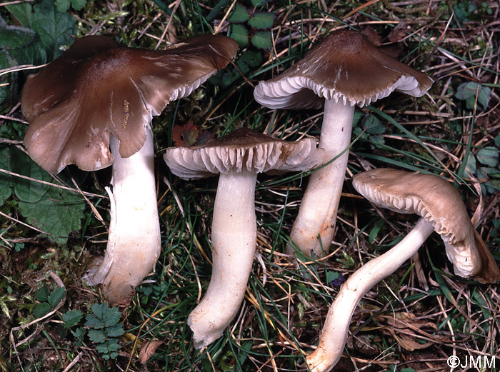 Hygrocybe fornicata var. streptopus