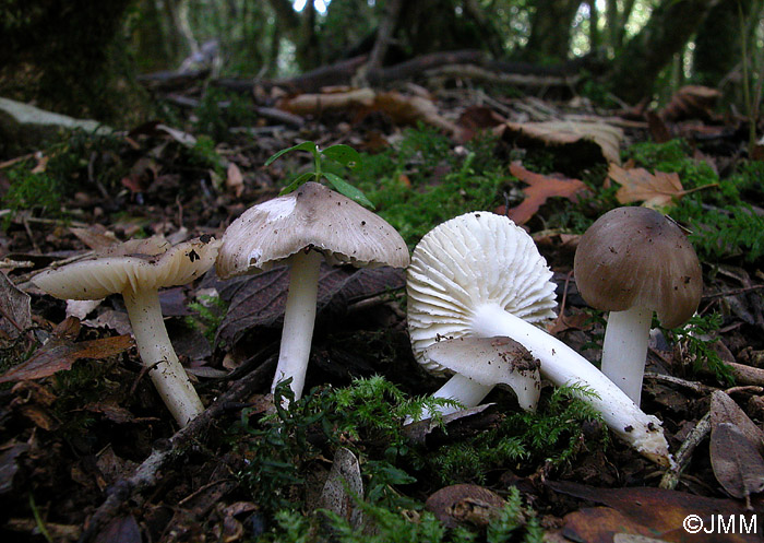 Hygrocybe fornicata var. streptopus