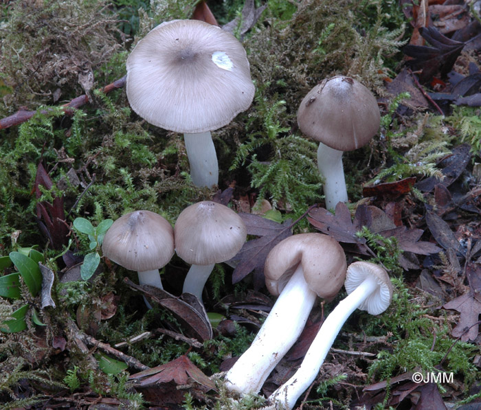 Hygrocybe fornicata var. streptopus