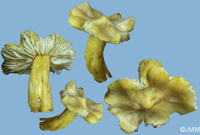 Hygrocybe subglobispora