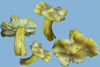 Hygrocybe subglobispora_