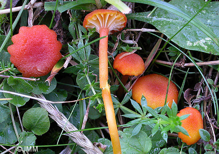 Hygrocybe substrangulata