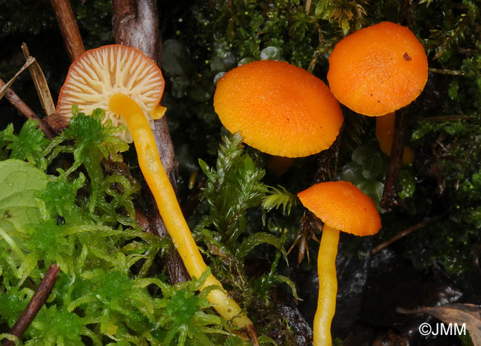 Hygrocybe substrangulata