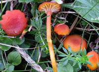 Hygrocybe substrangulata