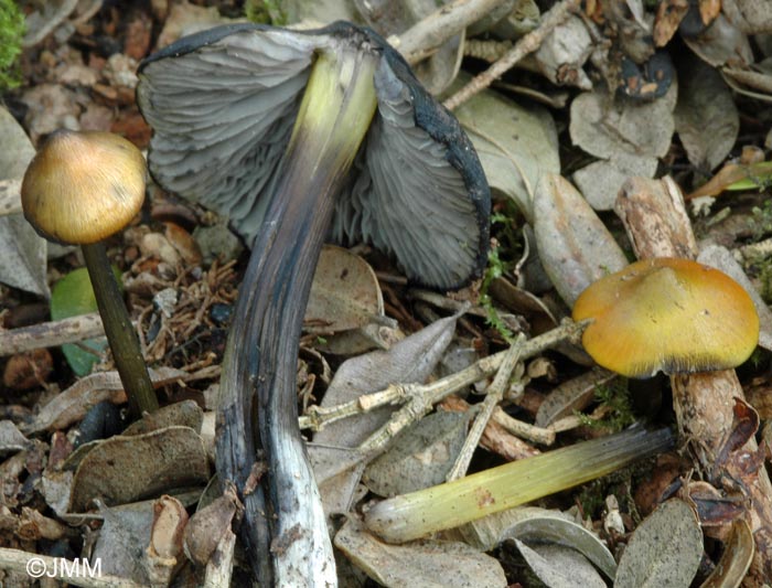 Hygrocybe tristis = Hygrocybe conica var. tristis