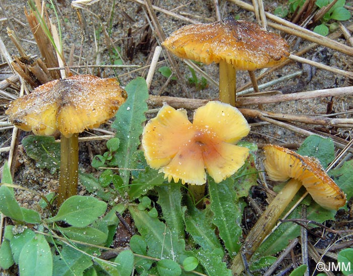 Hygrocybe tristis = Hygrocybe conica var. tristis