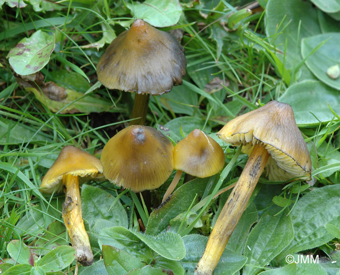 Hygrocybe tristis = Hygrocybe conica var. tristis