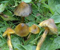 Hygrocybe tristis