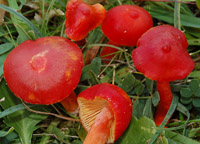 Hygrocybe coccinea var. umbonata