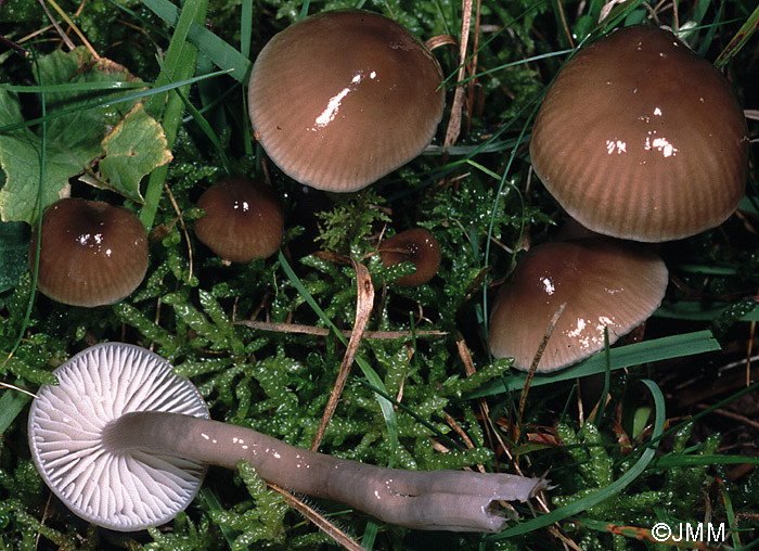 Hygrocybe unguinosa