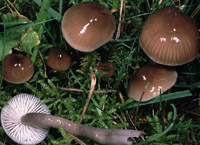 Hygrocybe unguinosa