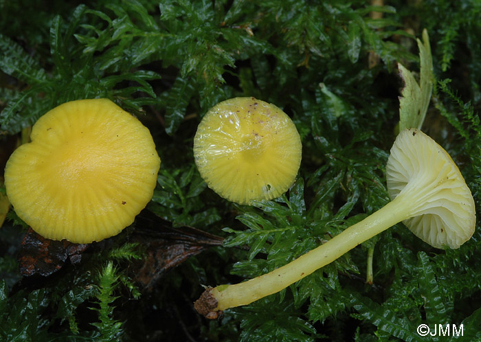 Hygrocybe vitellina