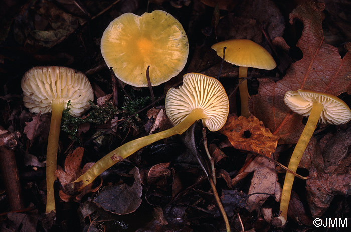 Hygrocybe vitellina