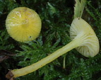 Hygrocybe vitellina