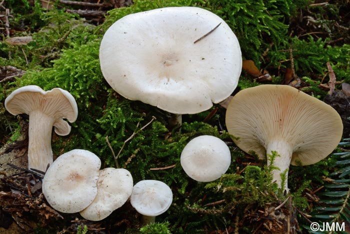 Clitocybe nivea = Clitocybe hypotheja = Hygrophorocybe nivea