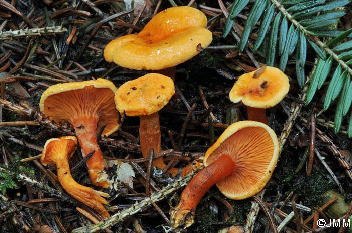 Hygrophoropsis aurantiaca