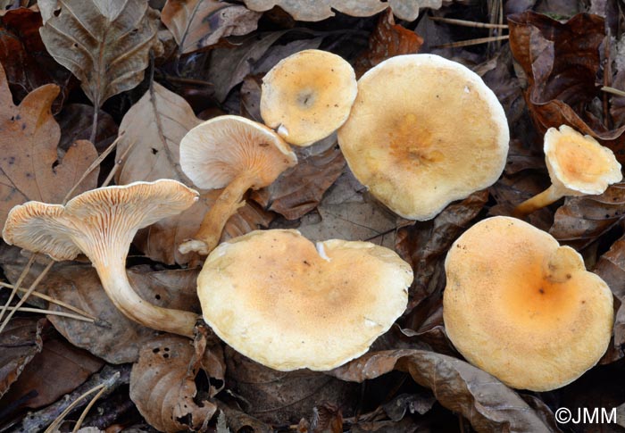 Hygrophoropsis aurantiaca