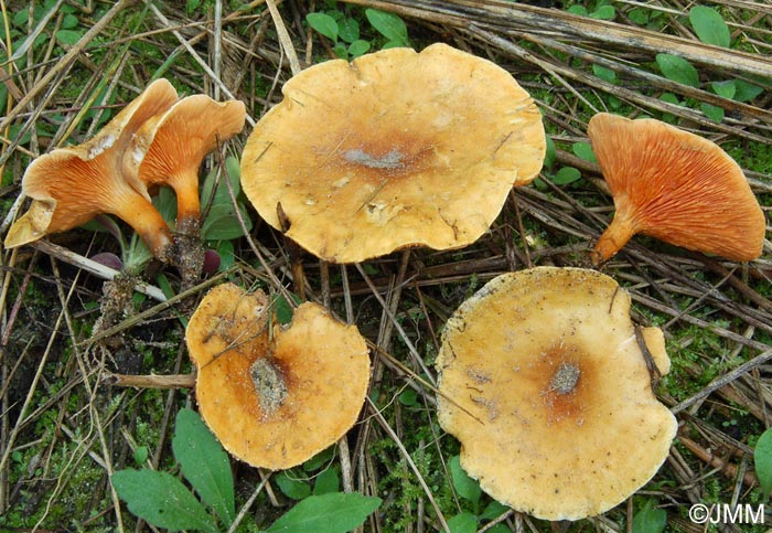 Hygrophoropsis aurantiaca