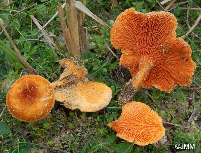 Hygrophoropsis aurantiaca