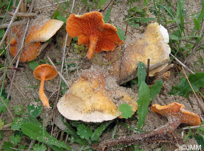 Hygrophoropsis aurantiaca