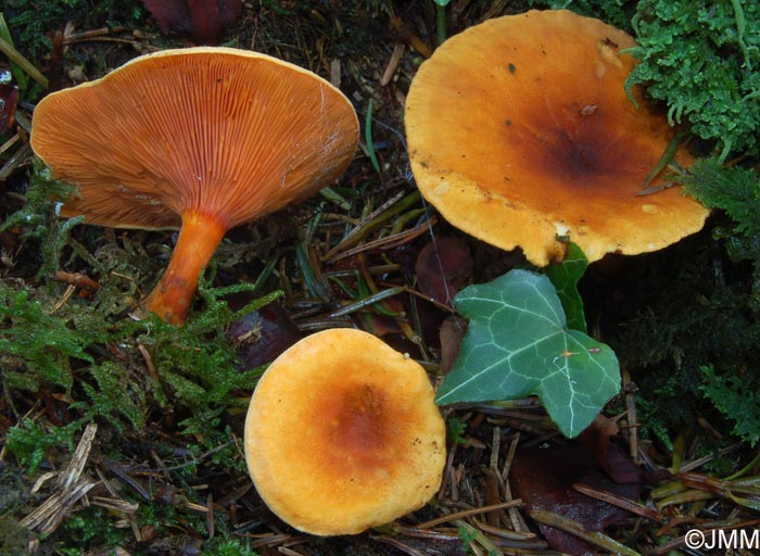 Hygrophoropsis aurantiaca