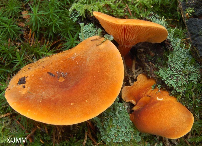 Hygrophoropsis aurantiaca