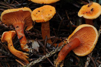 Hygrophoropsis aurantiaca