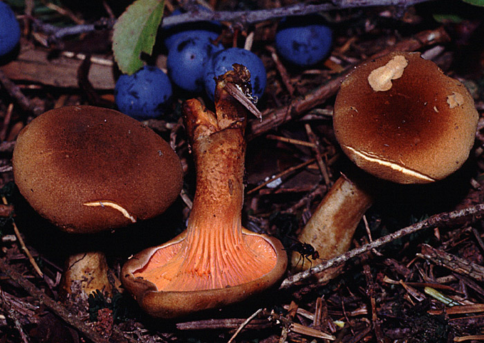 Hygrophoropsis fuscosquamulosa