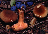 Hygrophoropsis fuscosquamulosa