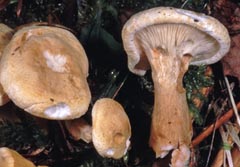 Hygrophoropsis macrospora