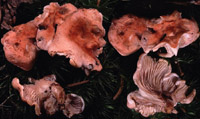 Hygrophoropsis morganii