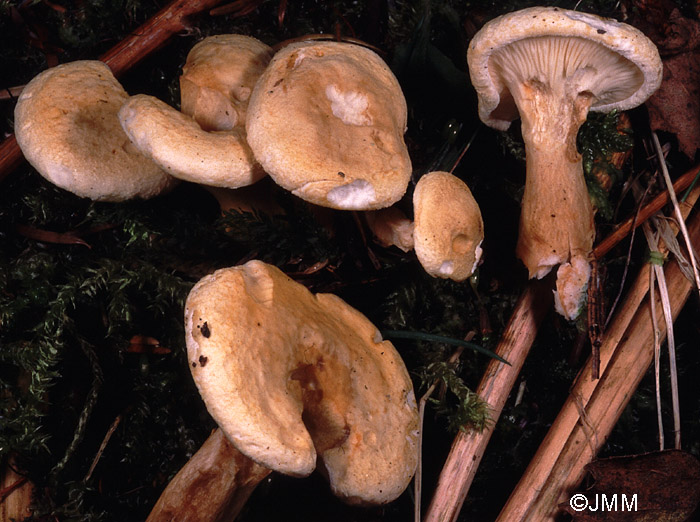 Hygrophoropsis pallida