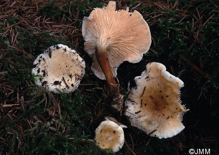 Hygrophoropsis pallida