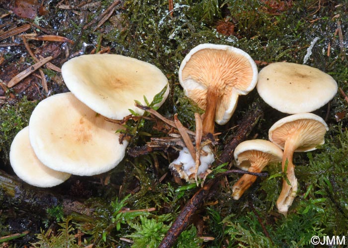 Hygrophoropsis aurantiaca var. pallida