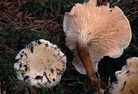 Hygrophoropsis pallida