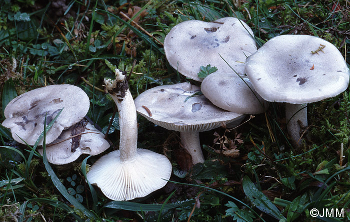 Hygrophorus agathosmus