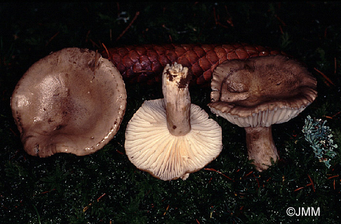 Hygrophorus agathosmus