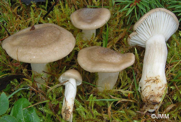 Hygrophorus agathosmus