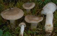 Hygrophorus agathosmus