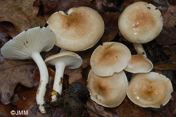 Hygrophorus arbustivus 